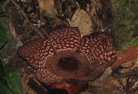 世界上最大的食人花大王花