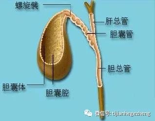 膽囊是在我們人體內梨形狀的一種中空的器官,正常人的膽囊壁是比較薄