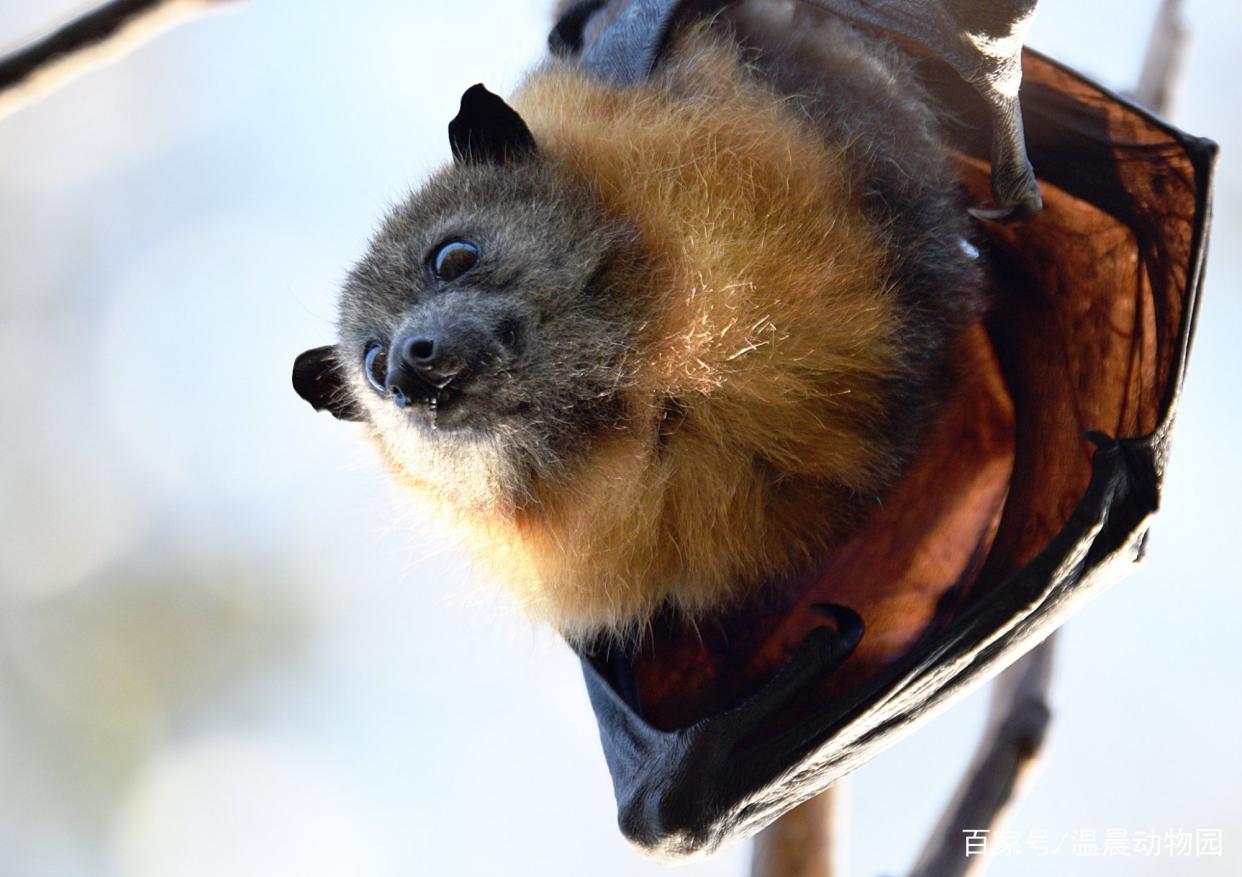 蝙蝠家族是著名的狂犬病毒携带者,澳洲狐蝠也一样