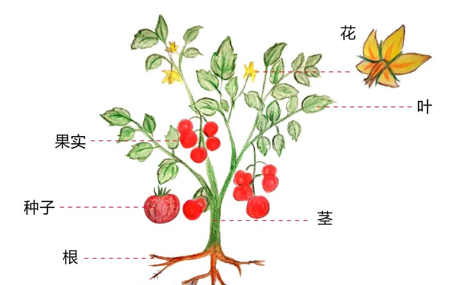 番茄花解剖结构图图片