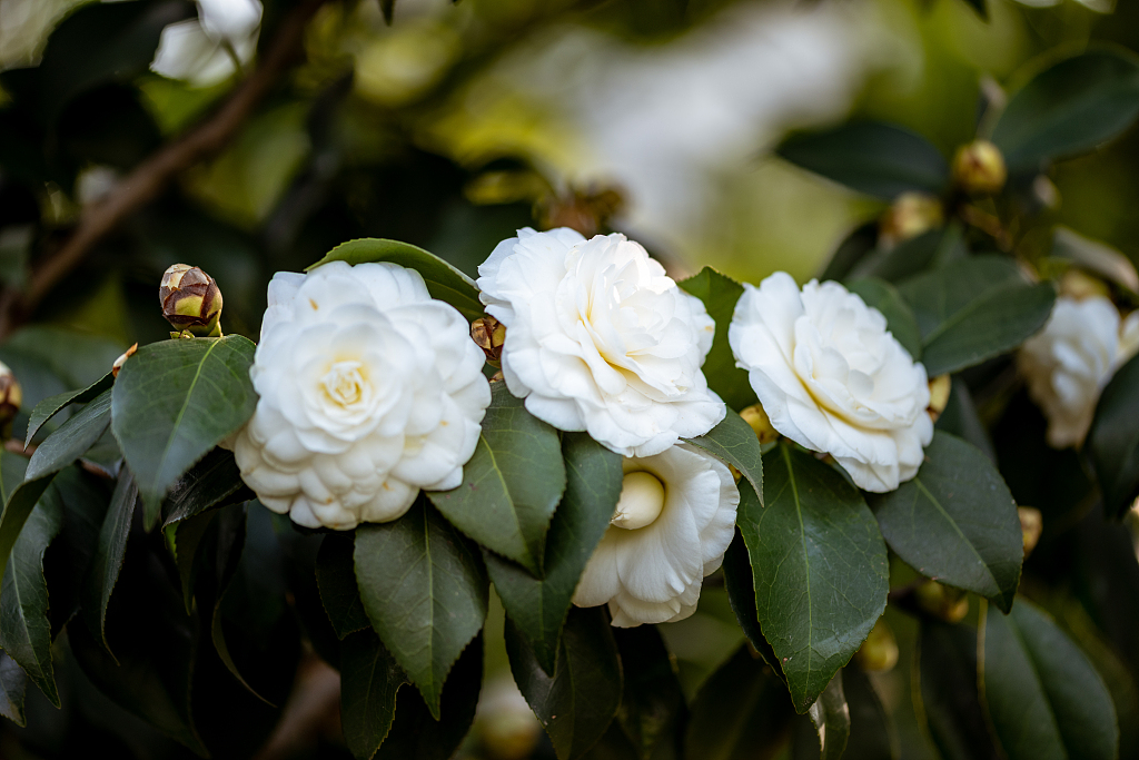 长沙橘子洲头百花争艳春意盎然