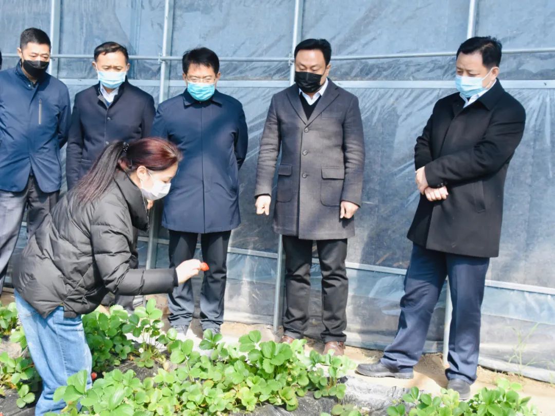 县委书记唐树元督导调研产业扶贫,"四位一体"合作组织工作