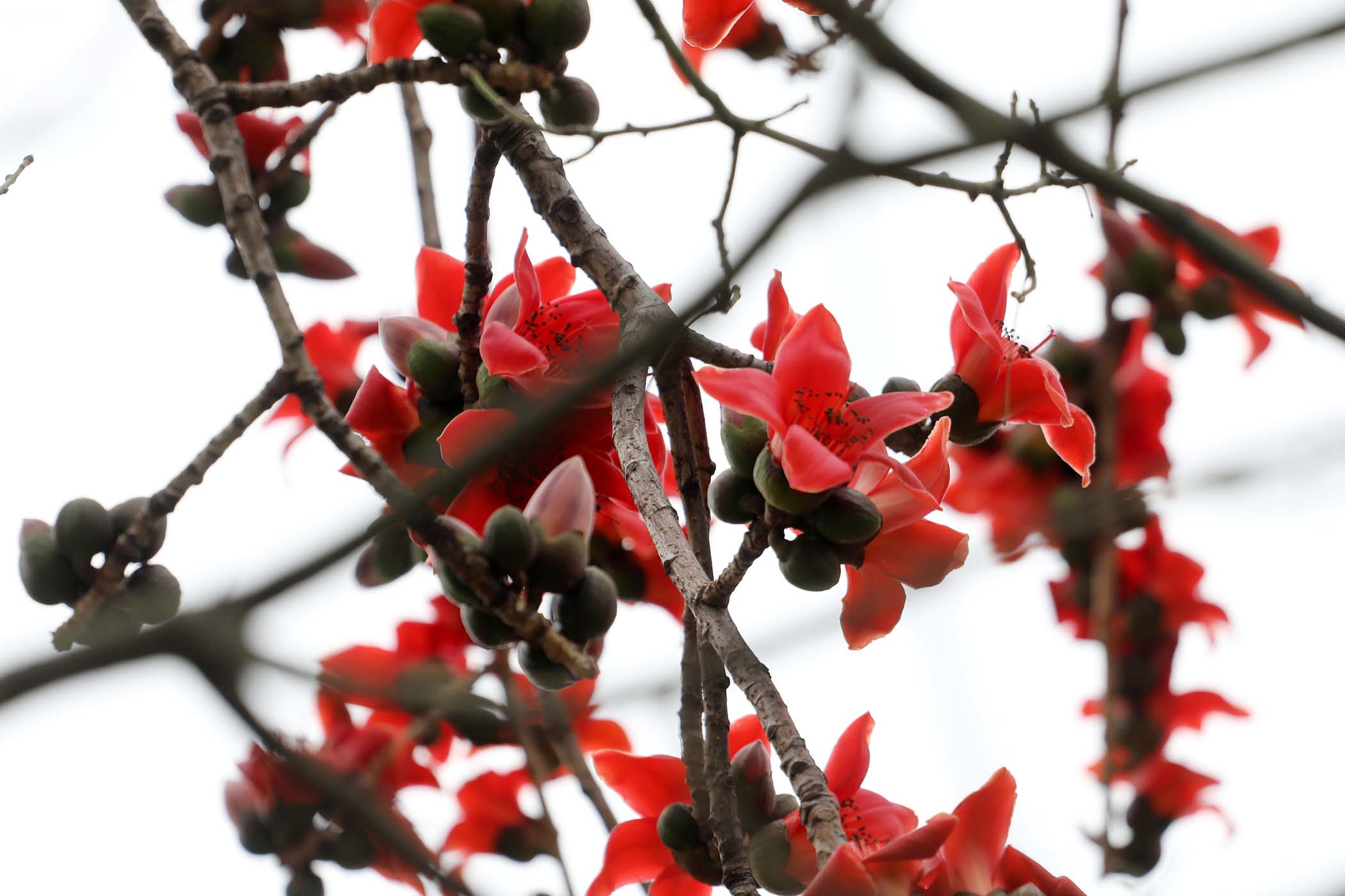 广东佛山木棉花怒放 好似一团团火焰在"燃烧"