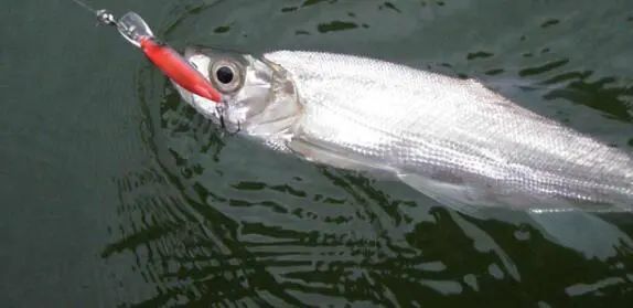 每日一鱼 | 翘嘴鱼:有一张突出而翘起的嘴