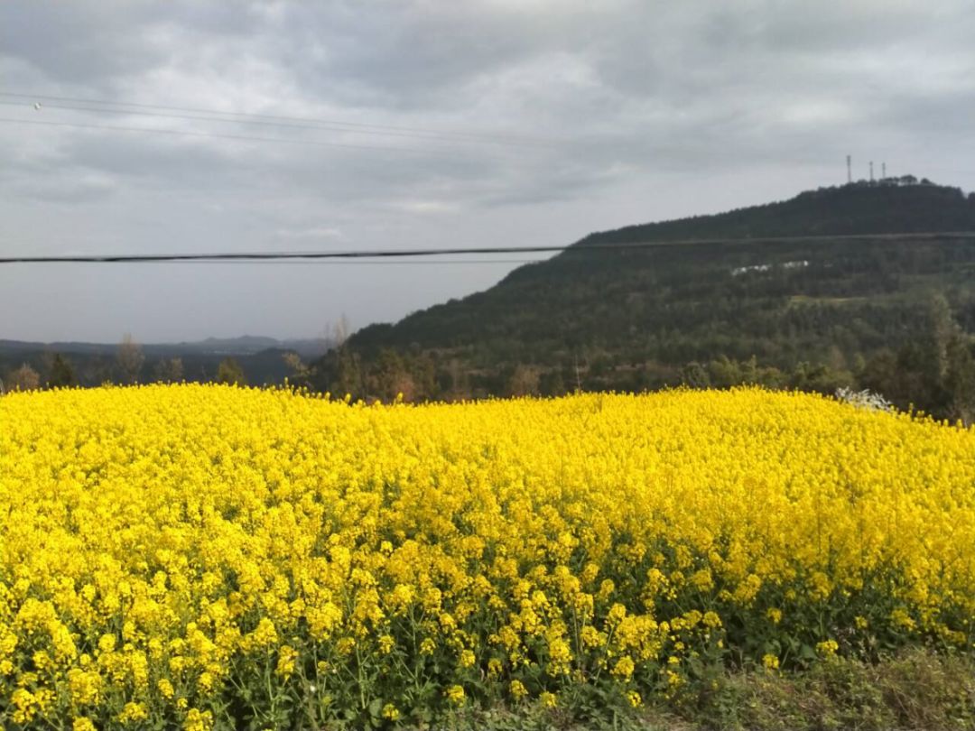 大連村大茅坪鎮蘇山坪巴州區小編則負責帶你賞花啦~你負責宅家彆著急