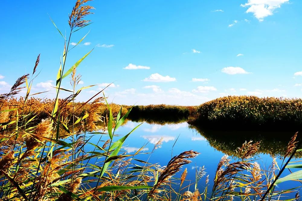 纳林湖的美景描述图片