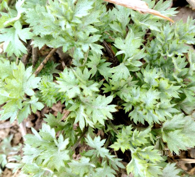 原創這野菜剛露頭搭配豆渣簡單蒸一蒸好吃還保健家人都喜歡