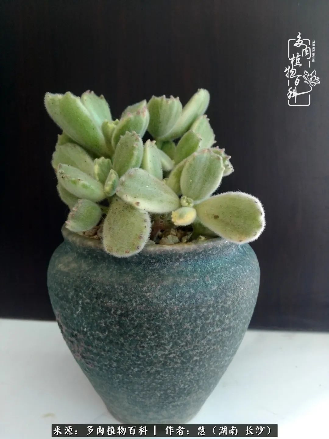 木偶人猪妈妈听到马上严厉道:"新冠肺炎时期,请不要不出门,不要出门!