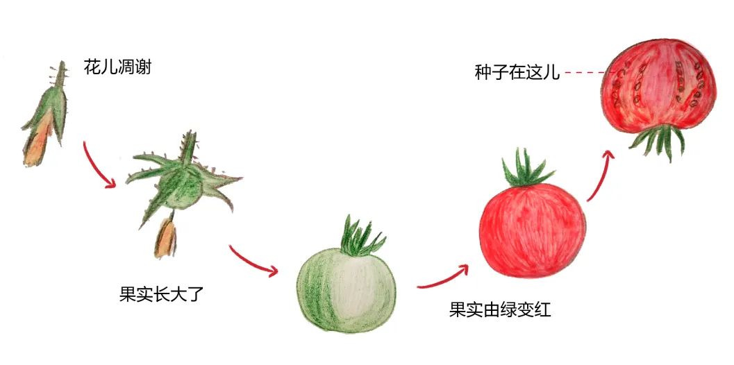 03植物的解剖那么,这些蔬菜(植物)的内部,又是什么样子的呢?
