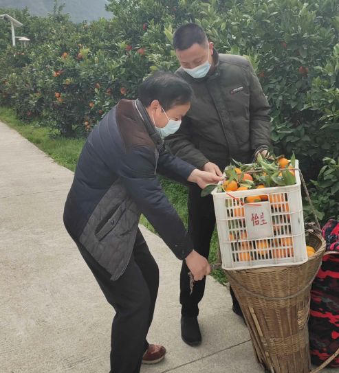 归州镇屈原庙村驻村干部与村党总支书记吴述年一道,有序组织村民帮