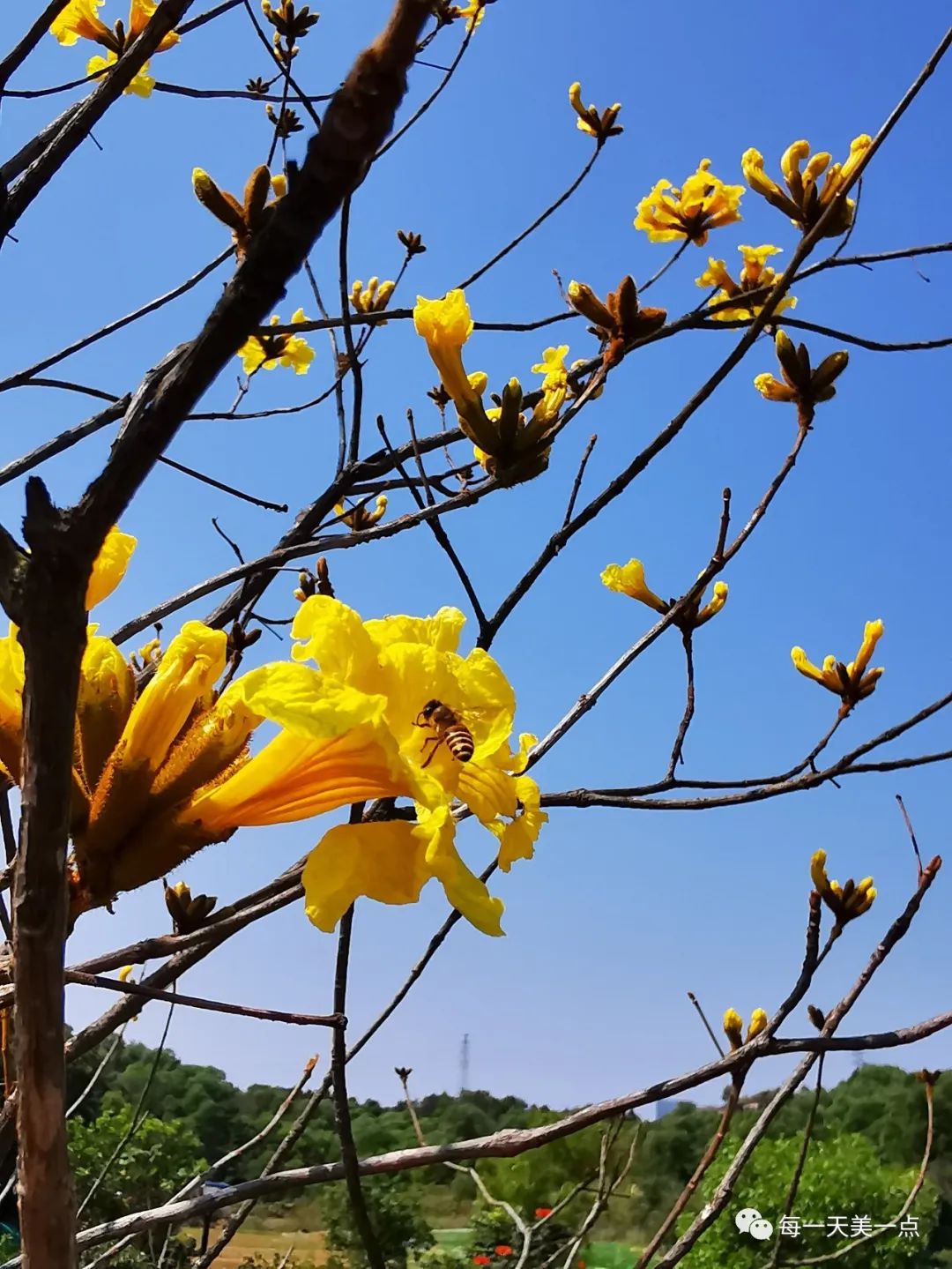 黃鐘木黃花風鈴木