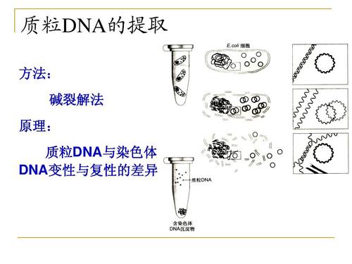 碱裂解法提取质粒dna的实验原理和操作步骤