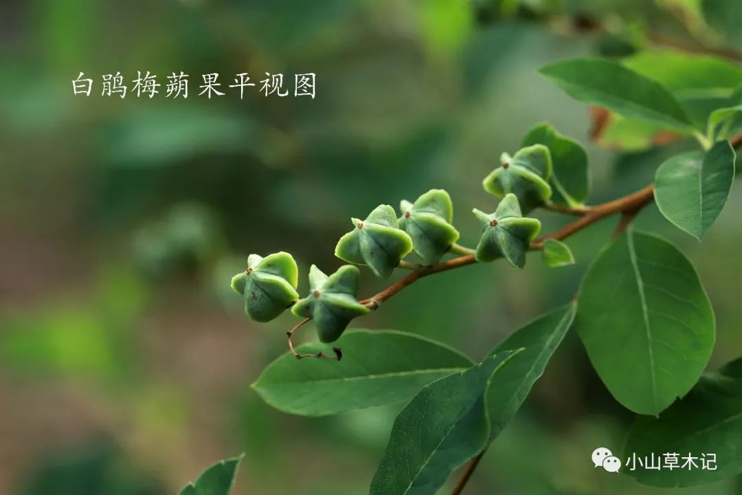 白鹃梅白花满山明似玉