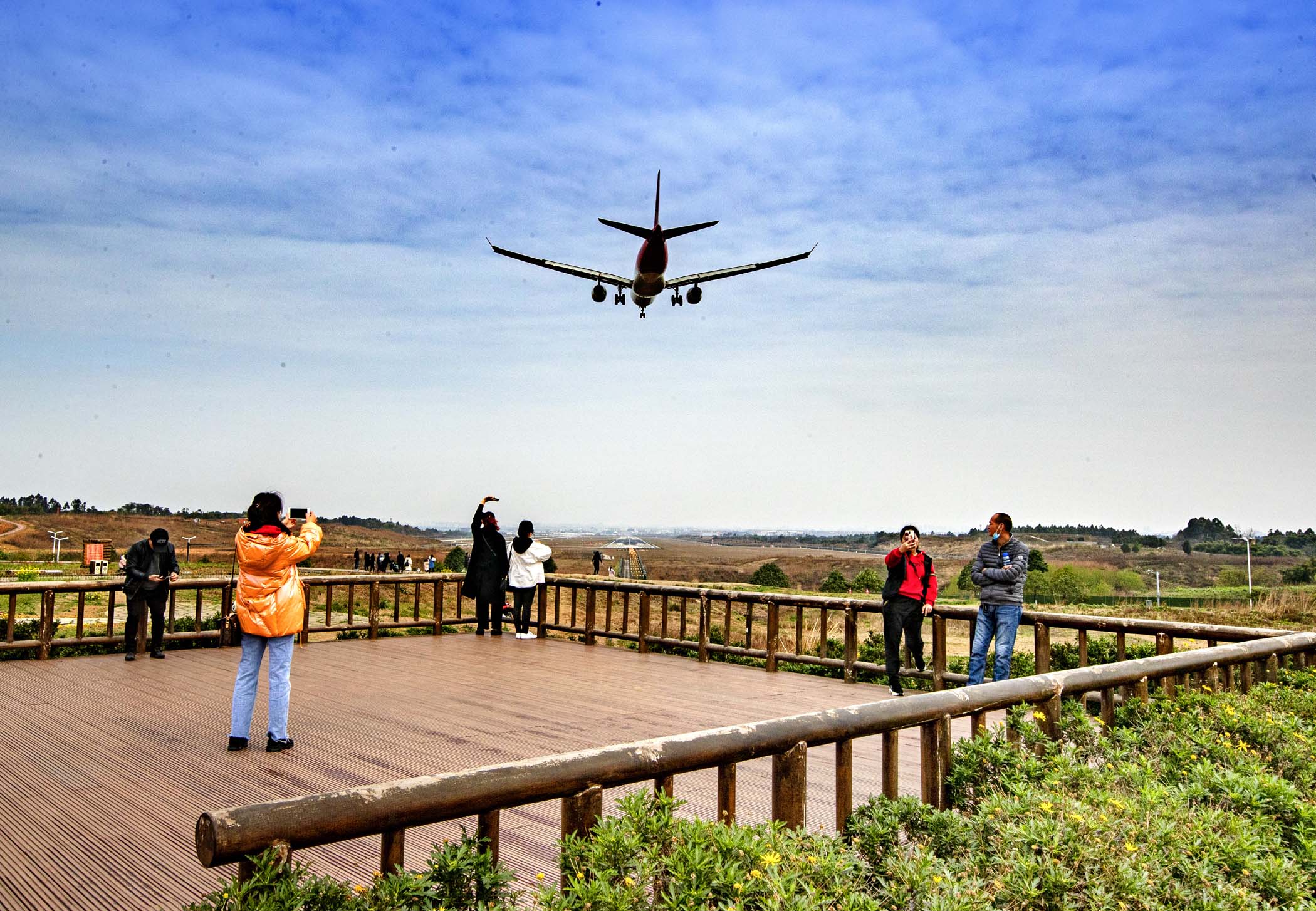 成都苏醒:空港花田开放 鲜花飞机醉游人