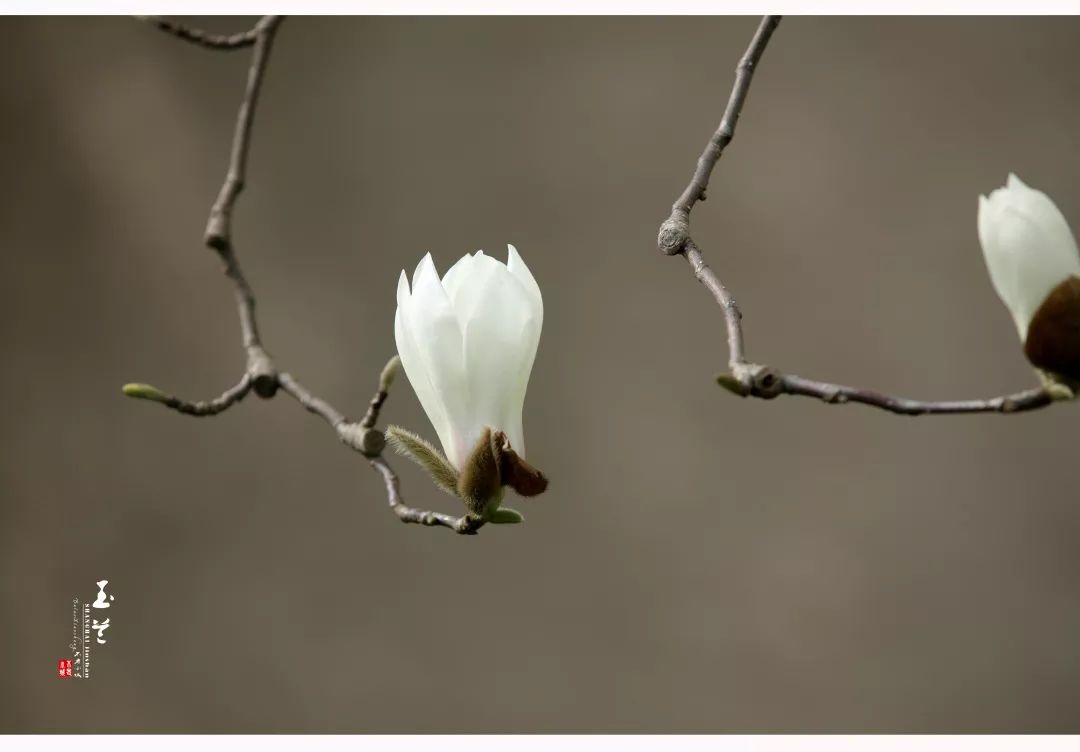 唐·杜甫红叶李满树芳菲红叶李,疏枝密蕾遍流霞.