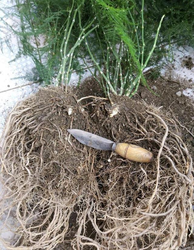 文竹养得好也发愁根乱如麻枝叶庞杂从这个位置来1刀秒分盆