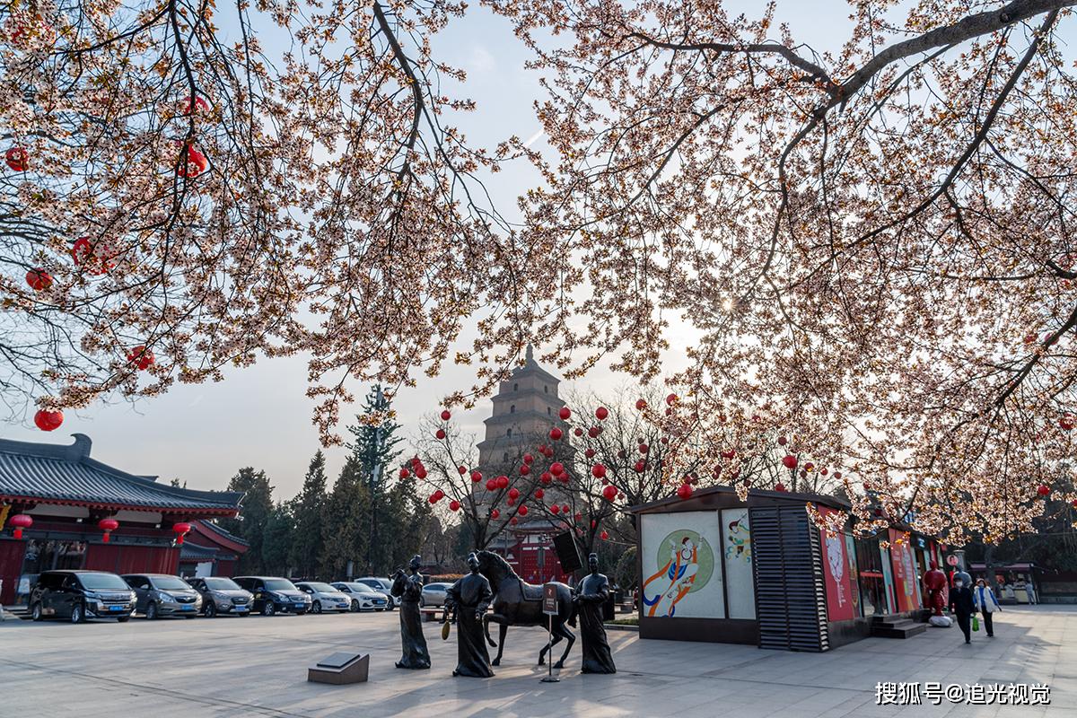 西安大雁塔北广场的紫叶李盛开游客开始增多