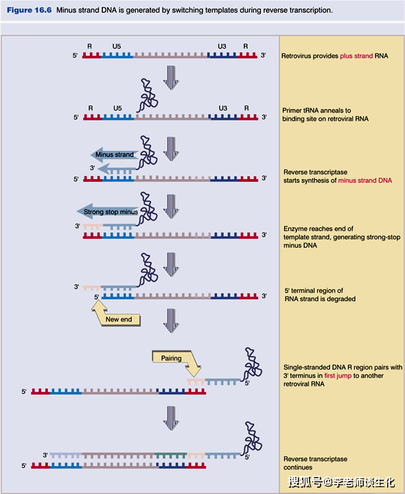 逆转录过程图解图片