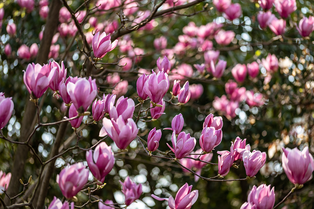 长沙橘子洲头百花争艳春意盎然