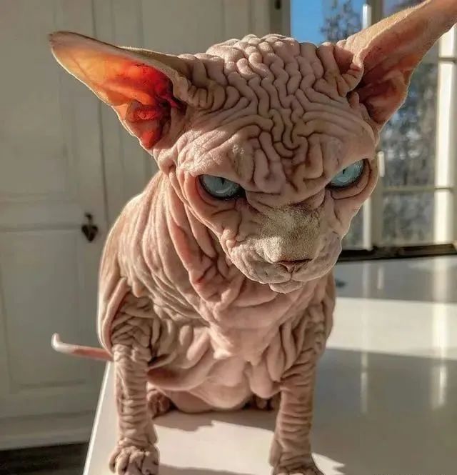 六岁的猫咪,长得像八十岁的外星人,原来是稀有品种呢