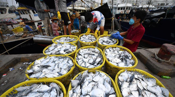 海南耕海归来鱼满仓02