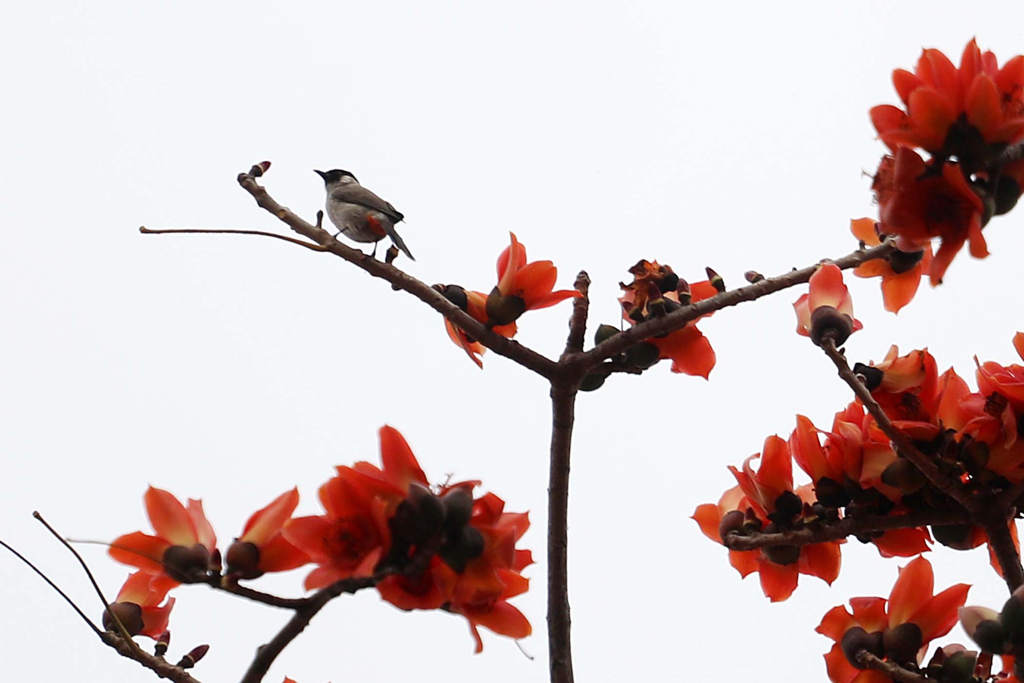 广东佛山木棉花怒放 好似一团团火焰在"燃烧"