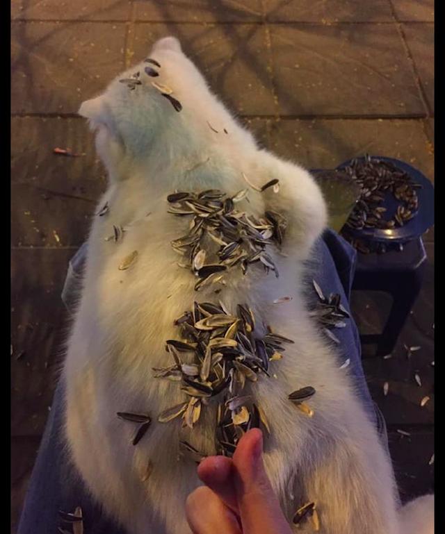 主人把瓜子壳都吐到猫咪身上猫你玩够了吗拿我当垃圾桶啊