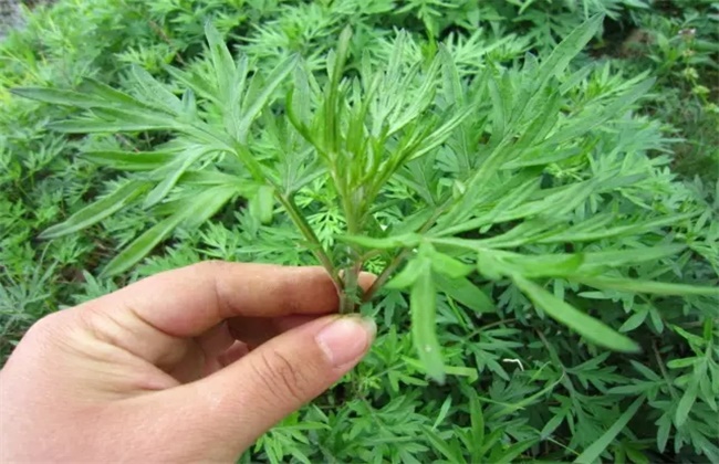 在农村常见却傻傻分不清楚的两种很有名气的草_青蒿