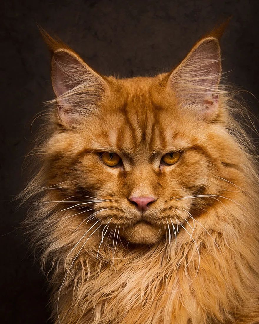 被称为"迷人的巨猫",它就是缅因猫!_买猫百科_猫猫资讯_宠纳网