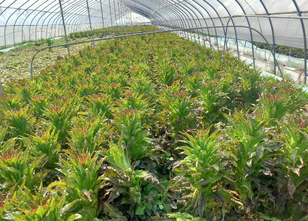 市确山县留庄镇刘寨村蔬菜种植基地的百亩大棚中成熟的笋台受到滞销