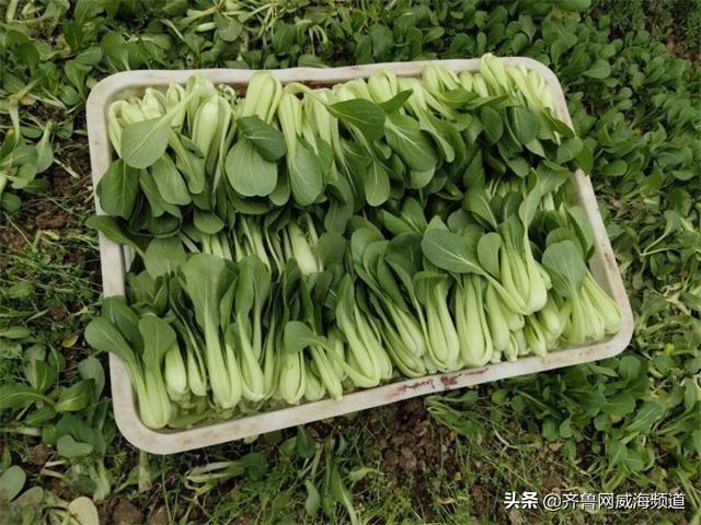 6153余吨花王油菜运进了物流配送中心家家悦爱心助农共战疫情