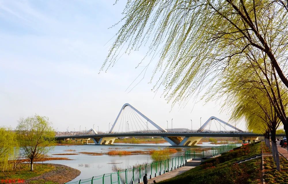 【伊眼望川】河南伊川:伊河岸边柳青青