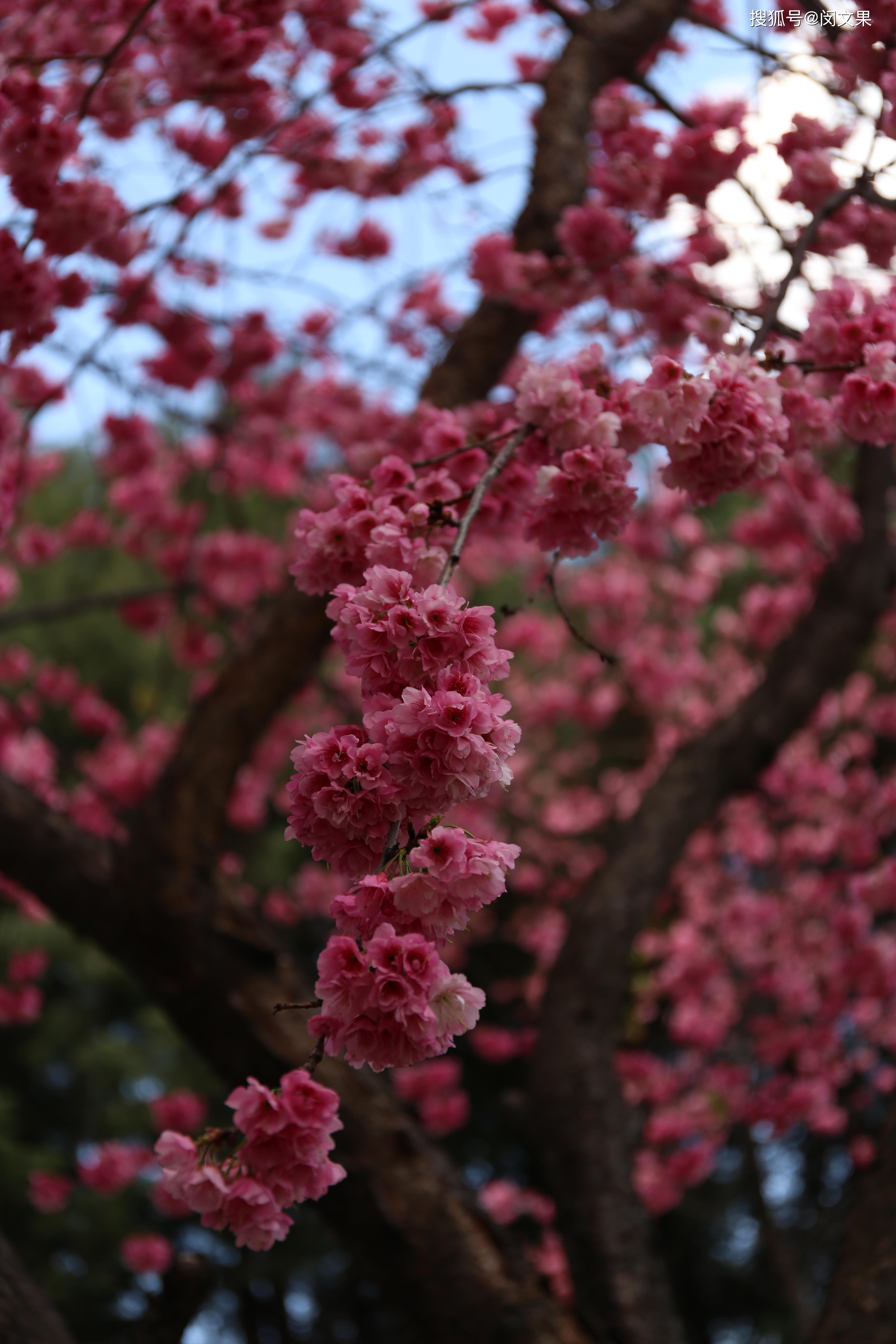原创烂漫枝头见八重大理大学的春樱花开到放肆