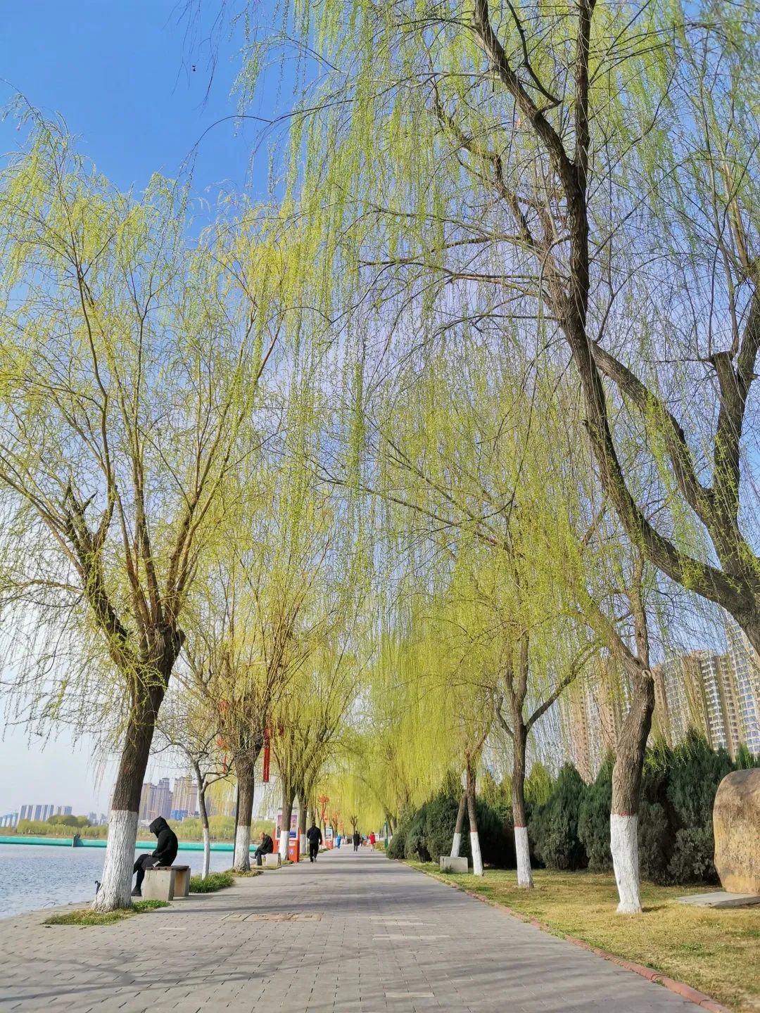 春风十里咸阳湖花红柳绿渭水清咸阳湖春季赏花指南