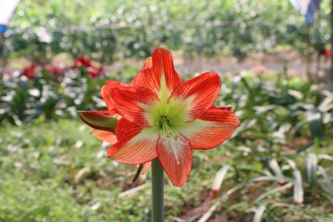 圣茵园奇艾落地生根