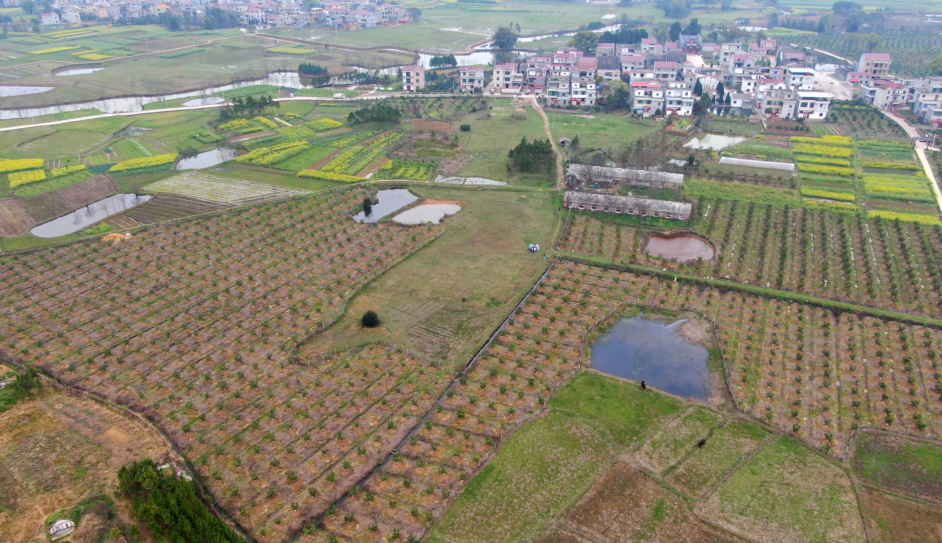 在江西省吉安县永阳镇江南村,当地农户在井冈蜜柚种植基地给柚子树