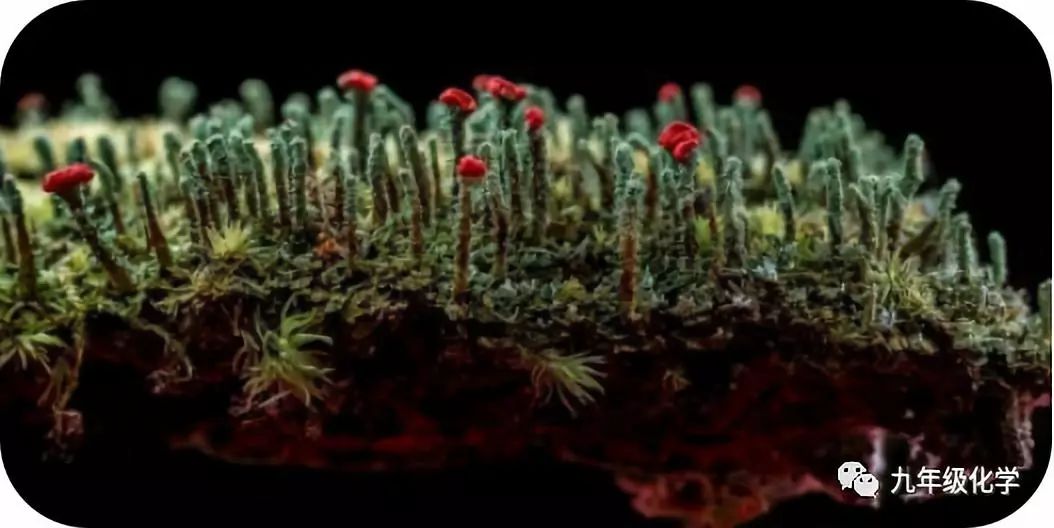 《酸,碱,盐三国演义》(2)前传 第一回_石蕊