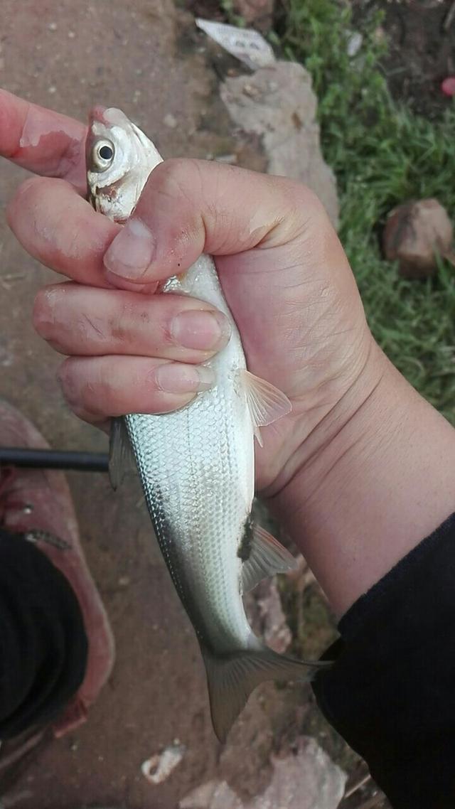 求大师赐教野河如何钓鲴鱼