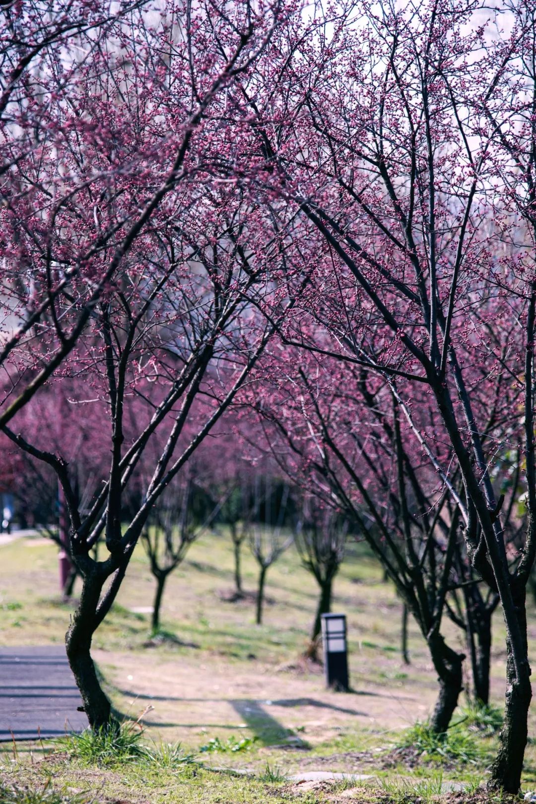 云赏江宁花丨梅与桃这处山村人家正在被粉
