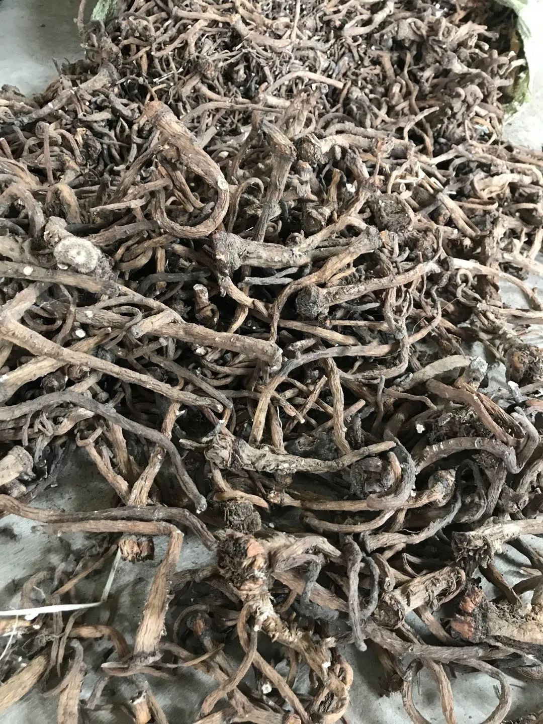 但今年受疫情影响,药材批发商的成品卖不出去,没有人再来收购蒲公英根