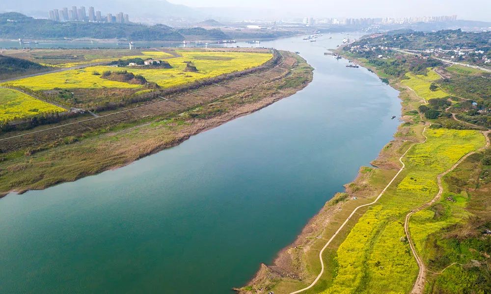 美图重庆春风拂长江两岸披上油菜黄