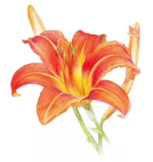 彩铅教程花卉萱草