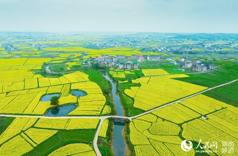 湖南株洲萬畝油菜花點亮鄉村