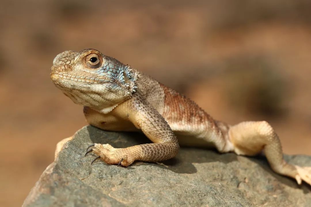 agama impalearis ↓隐藏在沙里的撒哈拉角蝰↓黄沙盖过了公路
