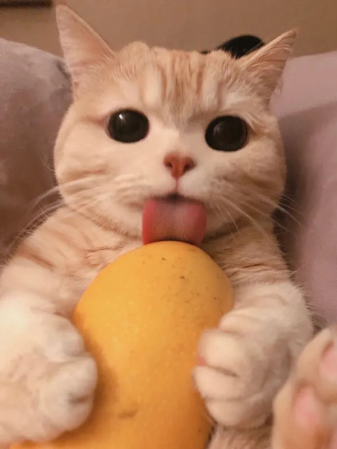 今天的芒果又香又甜啦~我们可是车厘子自由的小猫咪哦~这个草莓看起来