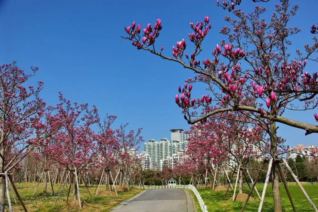 春天如約而至,世紀公園將於3月13日恢復開園_遊客