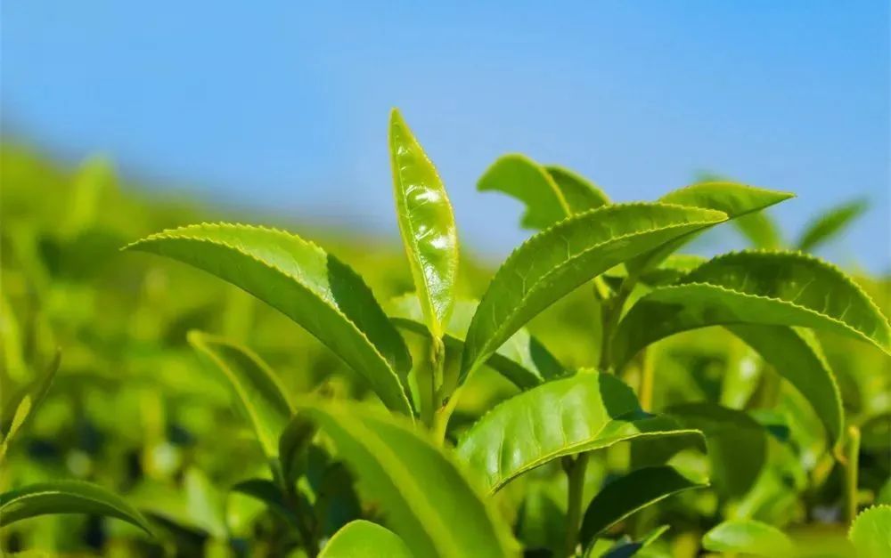 植树节品一杯黑茶清洗身体里尘埃