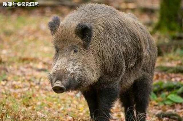 日本福島核輻射過了9年,生物變種千奇百怪,野豬變異長相嚇人