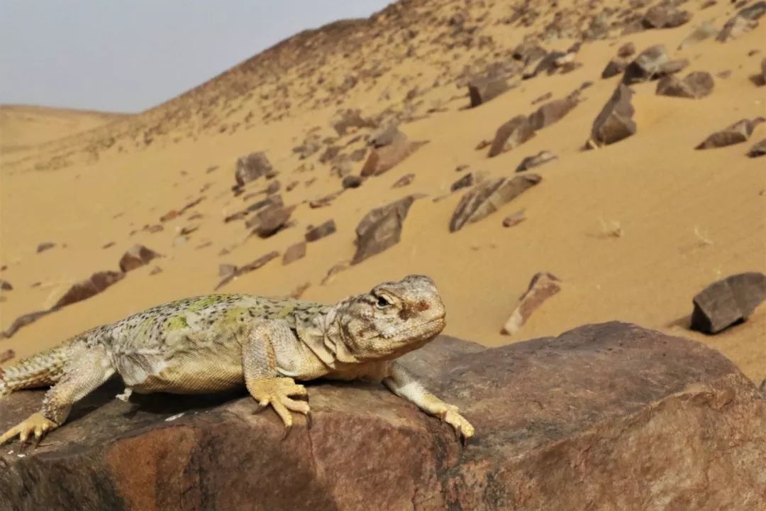 里海荒漠巨蜥图片