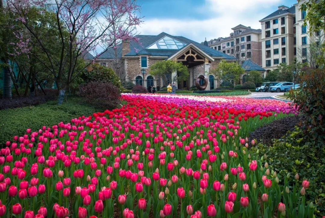 郁金芬芳情常在新湖菲林山与你见证最美春天